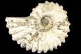 Bumpy Douvilleiceras Ammonite - Madagascar #79121-1